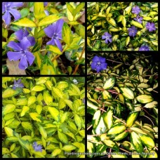 Vinca Illumination x 1 Plant Periwinkle Shade Groundcover Blue Violet Flowering Plants Patio Balcony Hanging Basket Flowers Variegated minor variegata